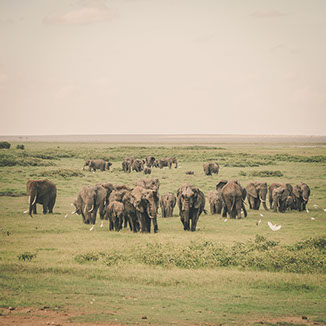 High density of elephant in the grasslands of Tarangire national park, Tanzania