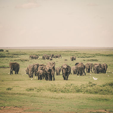 Elephants feeding in the Addo Elephant National Park grasslands, South Africa