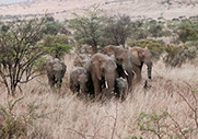 A group of Elephants during a migration in Murchison Falls National Park