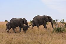 African Elephants walking in Maasai Mara National Reserve, Kenya