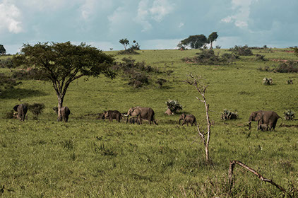 An image of a group of elephants feeding on the grass in Mount Elgon national park