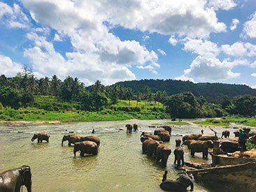 A large herd of Elephant on River Nile in Murchison Falls National Park