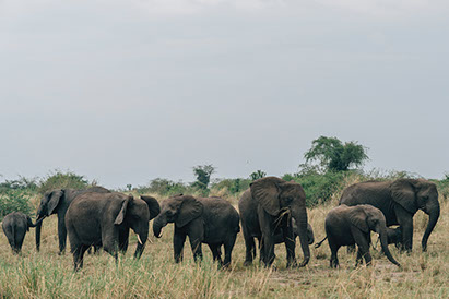 Chizarira is Zimbabwe's 3rd largest national park, with a hugh population of four of the Big Five animals with the rhinos missing