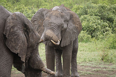 Two male elephants in the grasslands of Katavi National Park, Tanzania