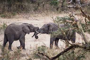 Two male elephants fighting at tsavo west national park in kenya