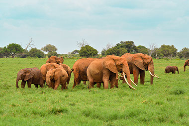 A Herd of African Elephants in grasslands