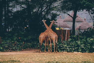Two Girafees standing across each other near a homestead in Africa