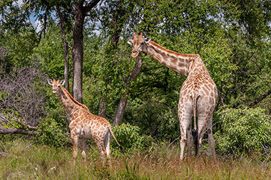 Giraffes are the world's tallest mammals, only found in Africa