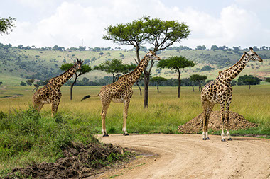 Three Giraffes moving together through the grasslands of Africa