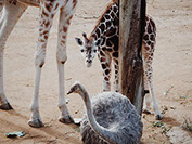 An image of an ostrich with giraffes in Kruger national park, south africa