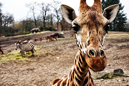 A Giraffe close to the camera with other wildlife in the background