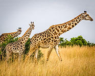 Three African Giraffes feeding at Maasai Mara national reserve, Kenya