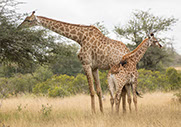 Two Giraffes pictured feeding on tree leaves in Murchison falls national park