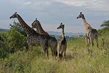 A group of African giraffes in the Kenyan Wild