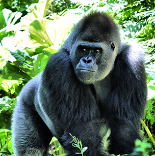A 3day Mgahinga Gorilla National Park Gorilla tracking experience