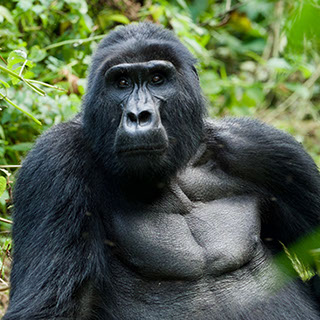 A 3day thrilling Mountain Gorilla tracking exprience at Bwindi Impenetrable National Park