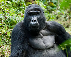 A female mountain gorilla sitting in the forests of Mgahinga Gorilla National Park
