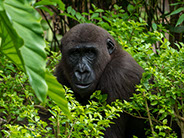 a mountain gorilla sitted in bwindi impenetable forest trees