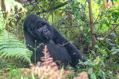 A Silverback Gorilla sitted in the forest in Bwindi Impenetrable National Park, Uganda