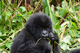 A baby gorilla feeding on tree leaves in Bwindi Impenetrable national park