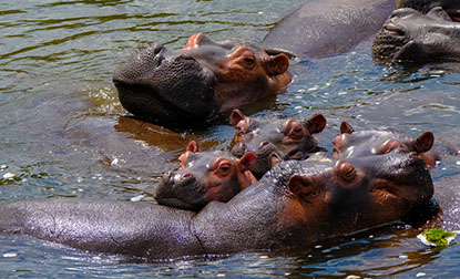 A beautiful image of hippos in water at Tsavo West National park in Kenya