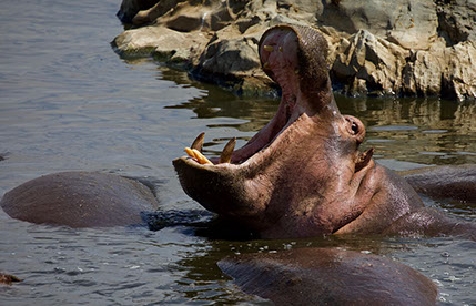 Hippo roaring in the Lake Mburo national park, uganda
