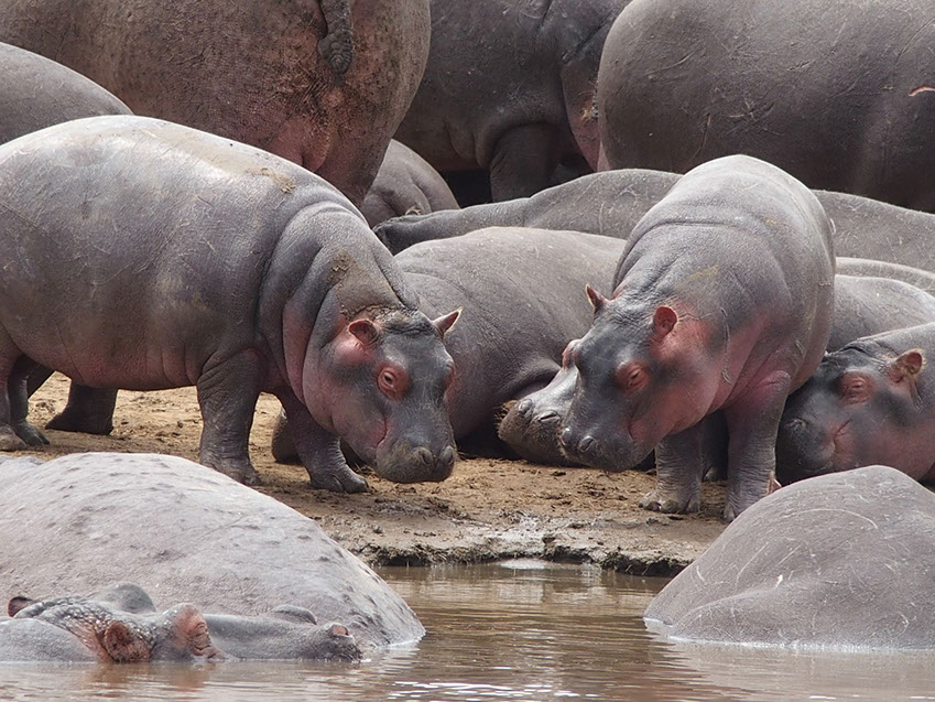 A group of Hippopotamus at a river bank in africa