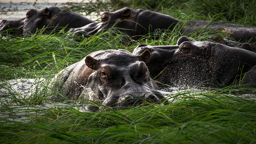 Hippos are generally Herbivores animals