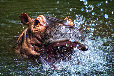 A Hippos in african waters