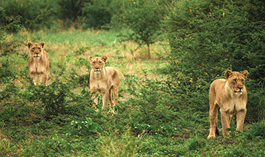 Three African Lions hunting in the grasslands