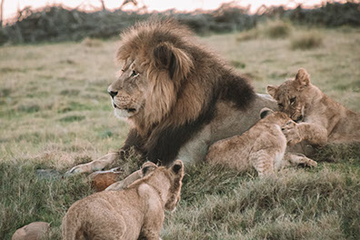 a group of lions playing together in the Ngorongoro Conservation Area in Tanzania