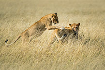 Lions cubs playing at Maasai Mara national reserve, Kenya