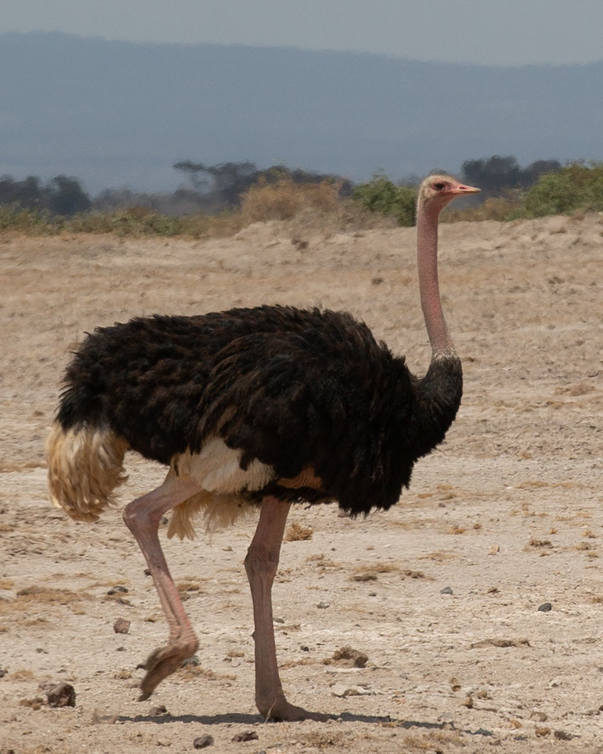 Ostriches are the fastest flightless bird and the biggest land bird in Africa