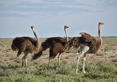 Ostriches mainly feed on seeds, grass, fruits, flowers and occasionally insects
