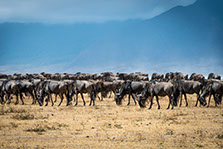 A group of Wildebeest at Maasai Mara national reserve, Kenya