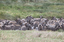 A group of Zebras feeding in Maasai Mara national reserve, Kenya
