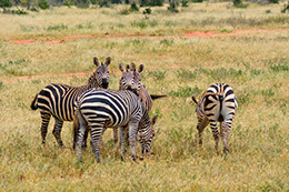 Zebras in the grass lands of Lake Mburo National Park