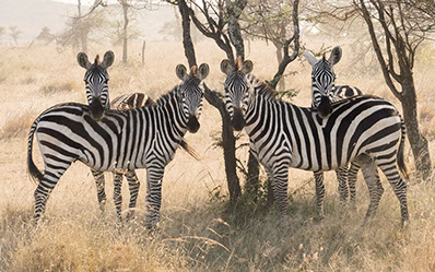 Zebras in the grass lands of Lake Mburo National Park, Uganda