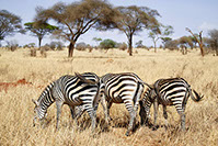 Kruger national park is one of the largest and most iconic tour destinations in Africa
