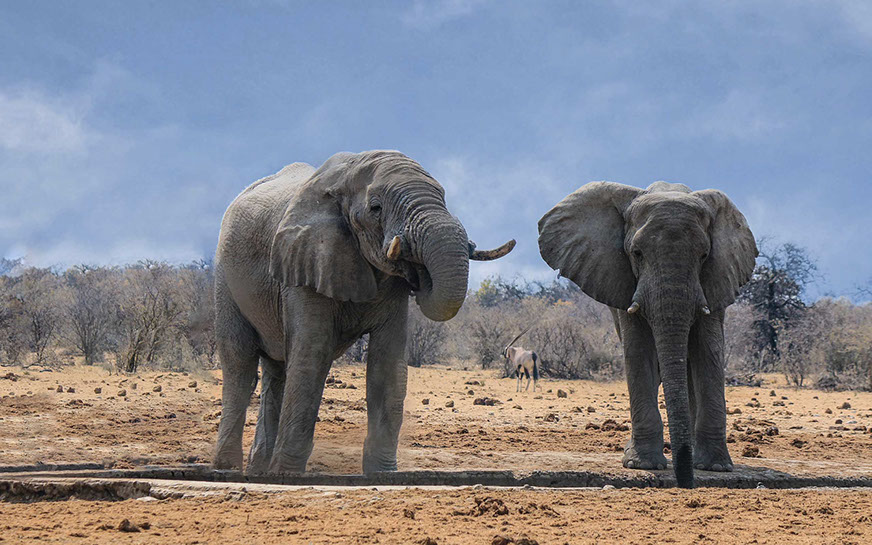 Elephants are a key part of Africa's Wildlife