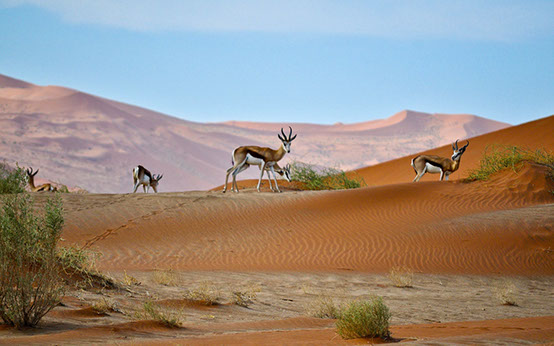 a diverse natural nature and wildlife in namibia, a must visit destination.