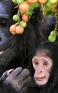 This tourism event gives you the opportunity to track and live close to Chimpanzees.