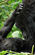 This tourism event takes you to the remaining home of mountain gorillas in Africa for a gorilla tracking experience