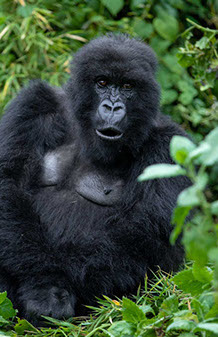 This tourism event offers unqiue gorilla tracking and habituation experiences.