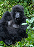 This tourism event offers unqiue gorilla tracking and habituation experiences.