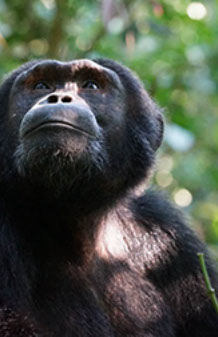 Chimpanzee tracking wild thrill at Kibale Forest national park in Uganda