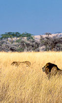 Experience wildlife thrills in the Maasai Mara in Kenya