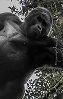 Mgahinga Gorilla National Park is a Gorilla destination national park in southwestern Uganda