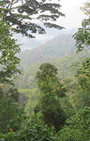 The Virunga Mountains are a chain of Gorilla volcanoes in Rwanda, the Democratic Republic of Congo, and Uganda