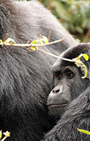 Bwindi Impenetrable National Park is the best Gorilla destination in the world found in southwestern Uganda